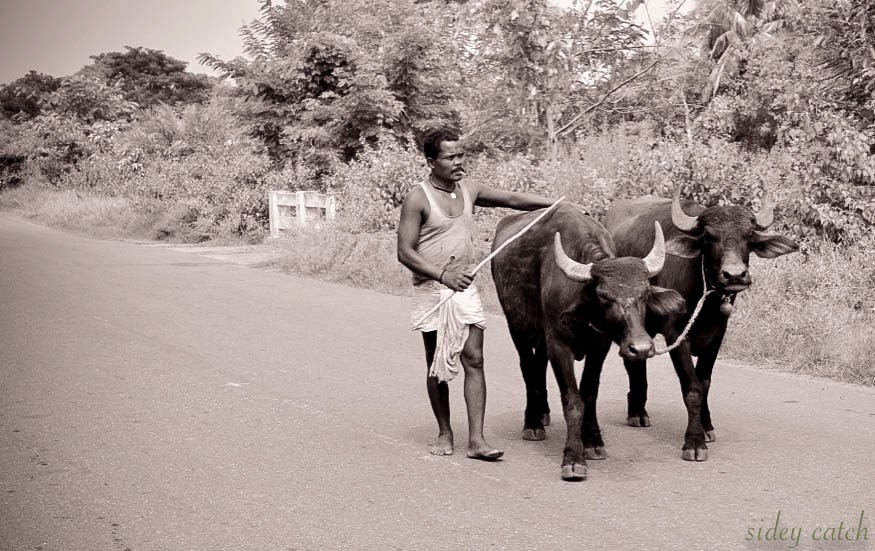 Farmer taking his buffalos to the fields in India 