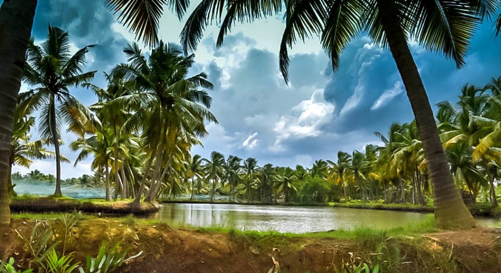 Col Saheb Island Water channels and palm trees