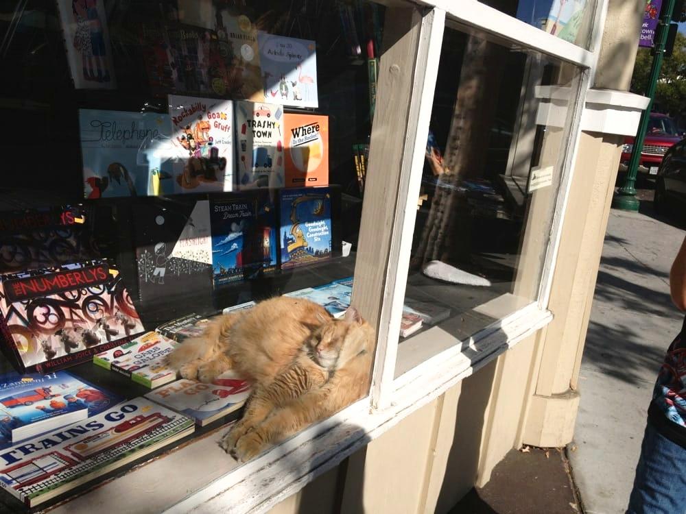 recycle-bookstore-ginger-cat